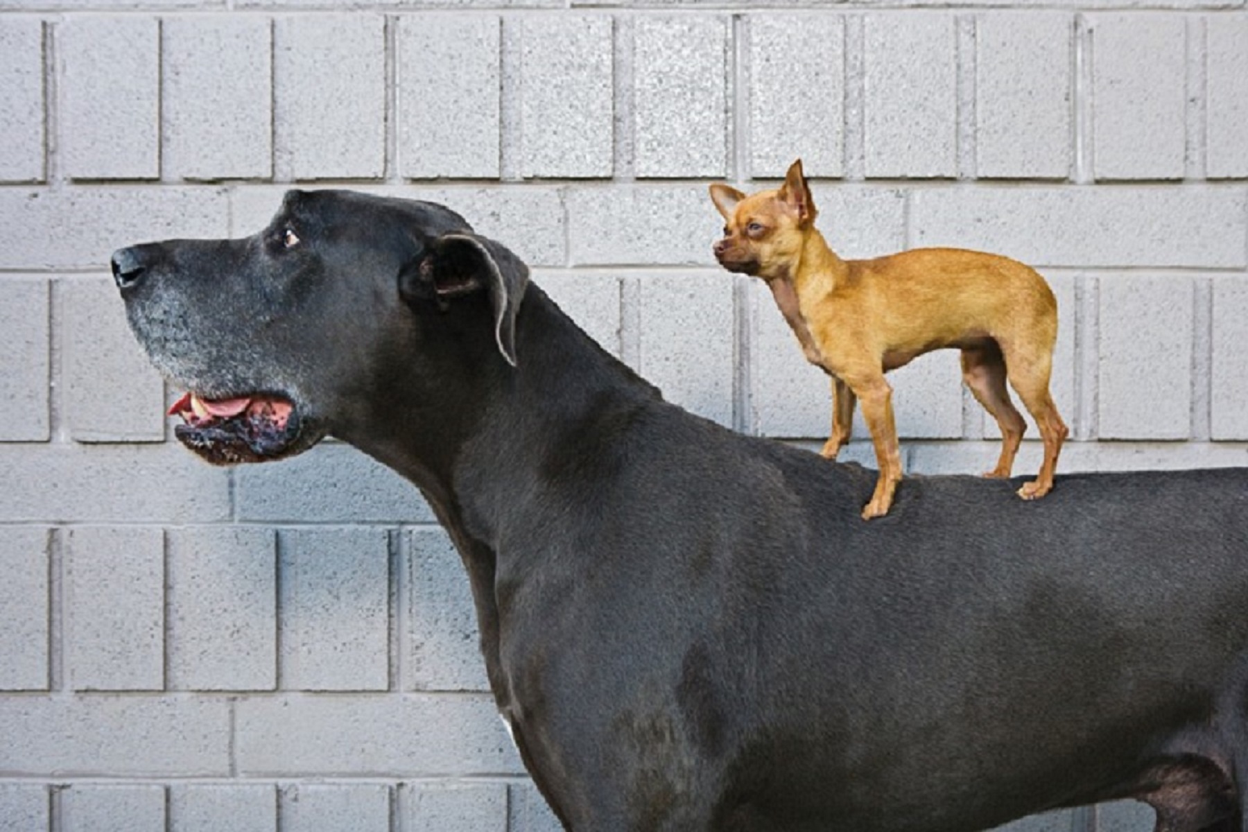 Smallandbig dogshave the same instincts
